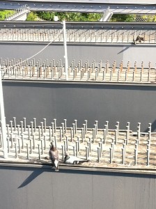 Flugraten loten zukünftige Brutplätze aus